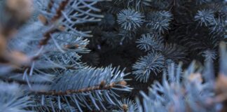 Odbiór odpadów zielonych, w tym drzewek świątecznych